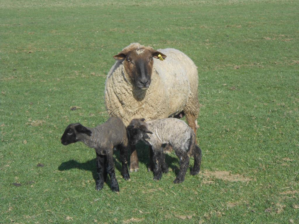 مبيت وإفطار Saint-Paul  La Ferme Des 3 Suissesses المظهر الخارجي الصورة